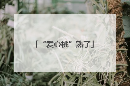 “爱心桃”熟了