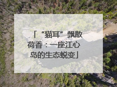 “猫耳”飘散荷香：一座江心岛的生态蜕变
