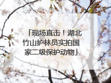 现场直击！湖北竹山护林员实拍国家二级保护动物