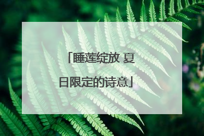 睡莲绽放 夏日限定的诗意