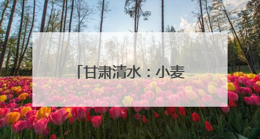 甘肃清水：小麦管理正当时 守护粮“芯”绘丰景