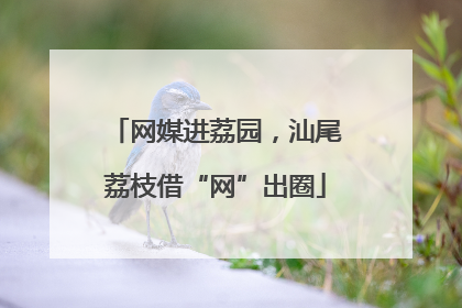 网媒进荔园，汕尾荔枝借“网”出圈