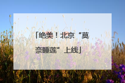 绝美！北京“莫奈睡莲”上线