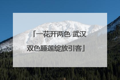 一花开两色 武汉双色睡莲绽放引客