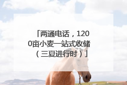 两通电话，1200亩小麦一站式收储（三夏进行时）