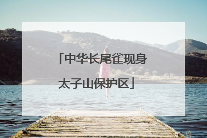 中华长尾雀现身太子山保护区