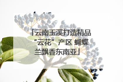 云南玉溪打造精品“云花”产区 蝴蝶兰飘香东南亚