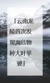 云南龙陵首次发现濒危物种大叶苹婆