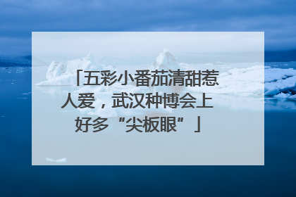 五彩小番茄清甜惹人爱，武汉种博会上好多“尖板眼”