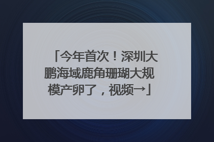 今年首次！深圳大鹏海域鹿角珊瑚大规模产卵了，视频→