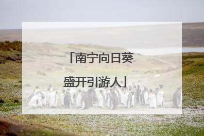 南宁向日葵盛开引游人