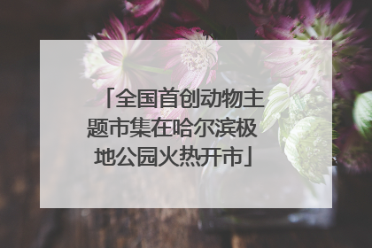 全国首创动物主题市集在哈尔滨极地公园火热开市