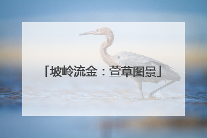 坡岭流金：萱草图景