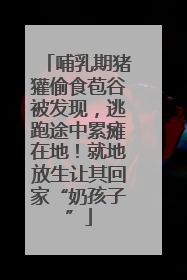 哺乳期猪獾偷食苞谷被发现，逃跑途中累瘫在地！就地放生让其回家“奶孩子”