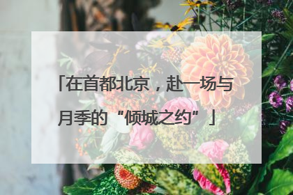 在首都北京，赴一场与月季的“倾城之约”