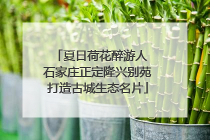 夏日荷花醉游人 石家庄正定隆兴别苑打造古城生态名片