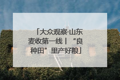 大众观察·山东麦收第一线丨“良种田”里产好粮