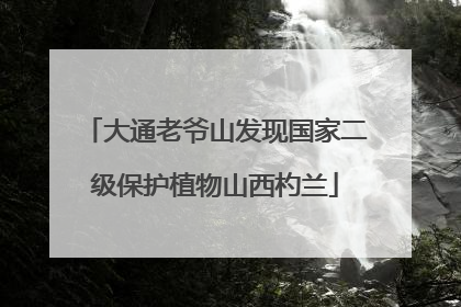 大通老爷山发现国家二级保护植物山西杓兰