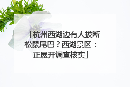 杭州西湖边有人拔断松鼠尾巴？西湖景区：正展开调查核实