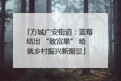 方城广安街道：蓝莓结出 “致富果” 绘就乡村振兴新图景