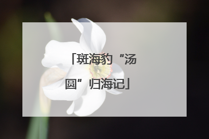 斑海豹“汤圆”归海记