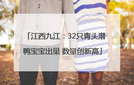 江西九江：32只青头潜鸭宝宝出巢 数量创新高