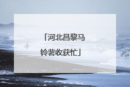 河北昌黎马铃薯收获忙