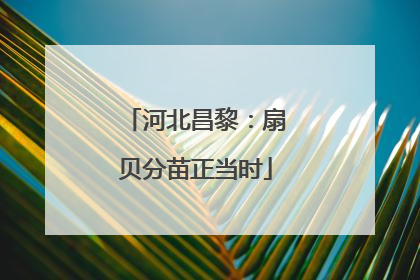 河北昌黎：扇贝分苗正当时