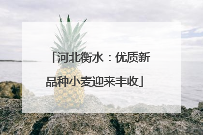 河北衡水：优质新品种小麦迎来丰收