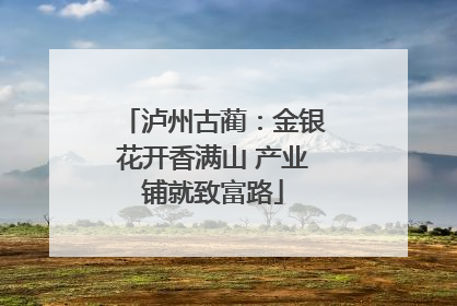 泸州古蔺：金银花开香满山 产业铺就致富路