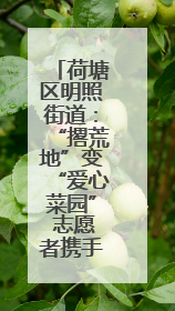 荷塘区明照街道：“撂荒地”变“爱心菜园” 志愿者携手种下“增收希望”