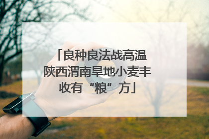 良种良法战高温 陕西渭南旱地小麦丰收有“粮”方