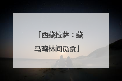 西藏拉萨：藏马鸡林间觅食