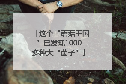 这个“蘑菇王国”已发现1000多种大“菌子”