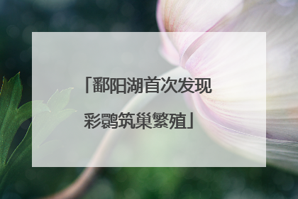 鄱阳湖首次发现彩鹮筑巢繁殖