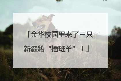 金华校园里来了三只新疆籍“插班羊”！