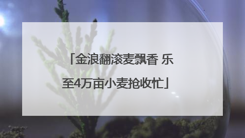 金浪翻滚麦飘香 乐至4万亩小麦抢收忙
