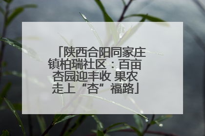 陕西合阳同家庄镇柏瑞社区：百亩杏园迎丰收 果农走上“杏”福路