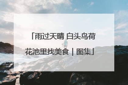 雨过天晴 白头鸟荷花池里找美食｜图集