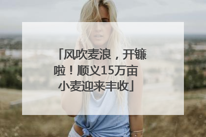 风吹麦浪，开镰啦！顺义15万亩小麦迎来丰收