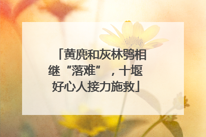 黄麂和灰林鸮相继“落难”，十堰好心人接力施救
