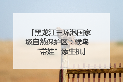 黑龙江三环泡国家级自然保护区：候鸟“带娃”添生机
