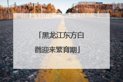 黑龙江东方白鹳迎来繁育期