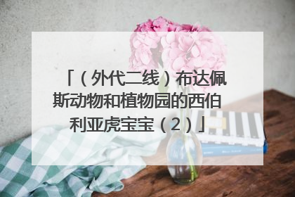 （外代二线）布达佩斯动物和植物园的西伯利亚虎宝宝（2）