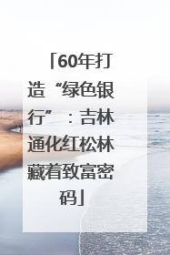 60年打造“绿色银行”：吉林通化红松林藏着致富密码